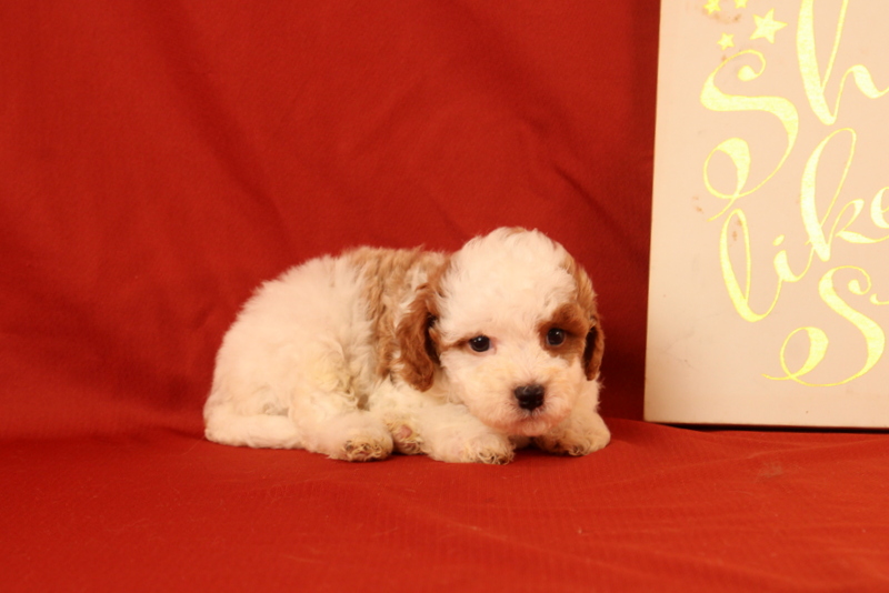 puppy, for, sale, Cavapoo, Matthew B. Stoltzfus, dog, breeder, Gap, PA, dog-breeder, puppy-for-sale, forsale, nearby, find, puppyfind, locator, puppylocator, aca